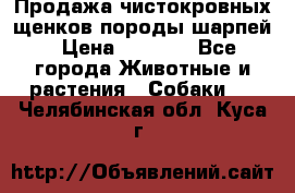 Продажа чистокровных щенков породы шарпей › Цена ­ 8 000 - Все города Животные и растения » Собаки   . Челябинская обл.,Куса г.